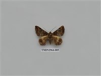 藏品(夜蛾336)的圖片